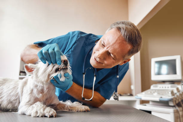 Best Emergency Treatment for Dental Infections or Abscesses in Gillett, WI